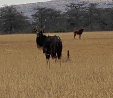 Bela-Bela Villa | Villa de luxe Afrique du Sud - Bela Bela