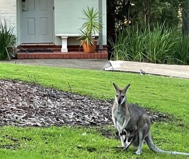 Pokolbin Apartment | Pet-Friendly Villa Dion: Oceanfront Retreat with Pool