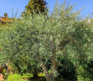 Quartiere Oltre Savio Bed & Breakfast | Experience Villa Elsa: Highly Rated Stay Near Ippodromo