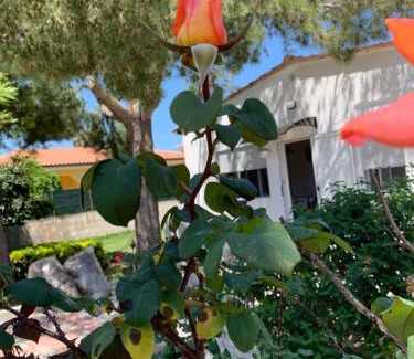 Punta Milocca House | Pet-Friendly Villa Fiori: Steps from the Beach with Parking