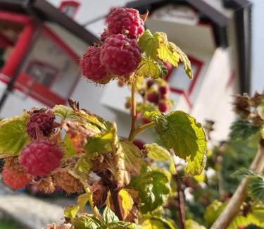 North Macedonia Apartment | Guest Rated Villa Jelena Mavrovo: Family-Friendly Oasis