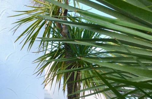 Rosa Marina House | Experience Villa Le Palme: Oceanfront & Pet-Friendly Stay