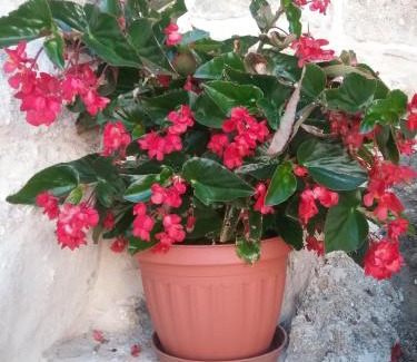Aleimmatades House | Villa Magda: Pet-Friendly Haven with Top Guest Ratings