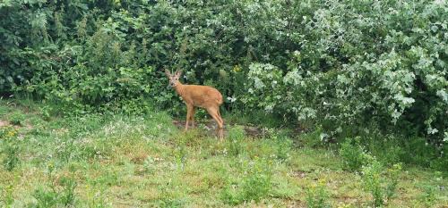 Municipality of Ameland House | Cozy Villa with Garden Near the Beach and Ocean Views