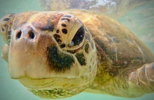 Polhena House | Villa Pisangra