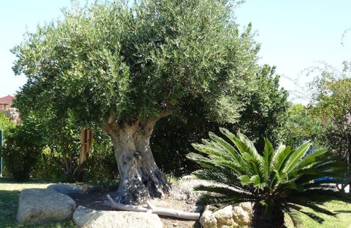 Marine de Saint Ambroggio Villa | Cozy Villa with Pool on Sant'Ambroggio Seafront