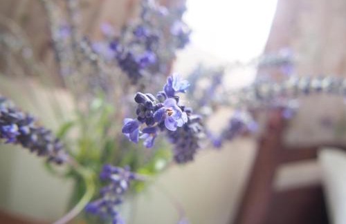 Ji'an House | Cozy Village Tree B&B with Oceanfront Views & Restaurant
