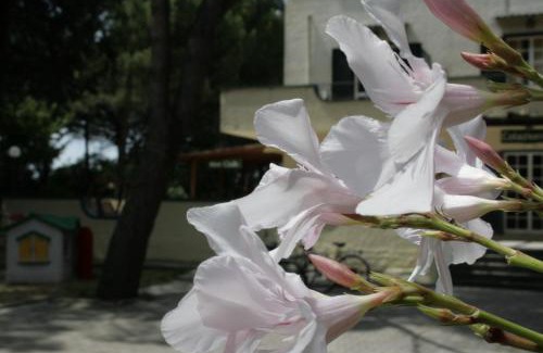 Misano Adriatico Resort | Discover Villaggio Mithos: Pet-Friendly Oasis with Ocean Views