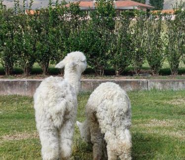 Cusco Bed & Breakfast | Villarcadia