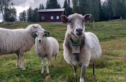 Hattfjelldal House | Discover Villmarksgård: Cozy Cabin by the Water