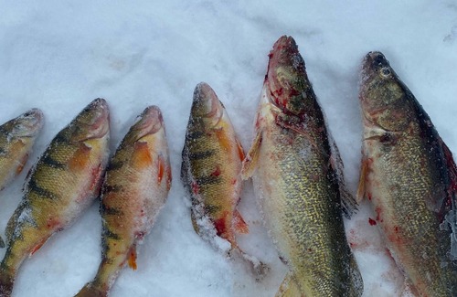 Linwood House | Walleye Lodge- 1/2 Mile from end of Linwood rd