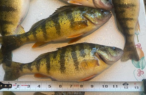 Linwood House | Walleye Lodge- 1/2 Mile from end of Linwood rd