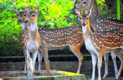 Tangail Resort | Relaxing Water Garden Resort & Spa with Private Pool Access