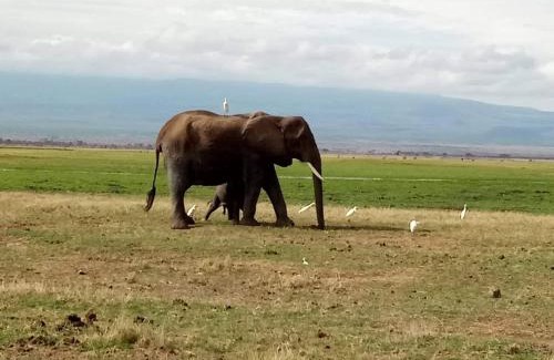 Amboseli Cabin | Welcoming WE4Kenya Guesthouses: Pet-Friendly Retreat