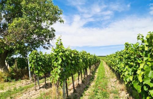 Morbisch am See Apartment | Inviting Wein Suite: Pet-Friendly with 8.8/10 Rating