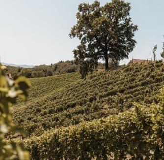 Seggauberg House | Discover Weingut Assigal: Family-Friendly Retreat with Dining