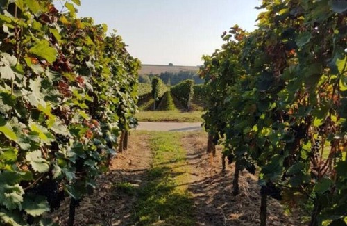 Kapellen-Drusweiler Apartment | Discover Weingut & Gästehaus Nagel: Family-Friendly Getaway