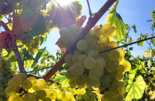 Mainz-Bingen Apartment | Discover Weingut Michael Grünewald: Family & Pet Friendly