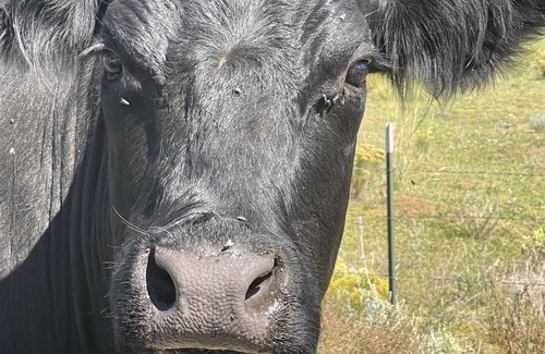Pine Valley Cottage | Welcome to “The Cubbie Hole!” HOLY COW dogs stay for FREE!