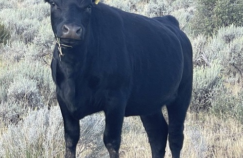 Pine Valley Cottage | Welcome to “The Cubbie Hole!” HOLY COW dogs stay for FREE!