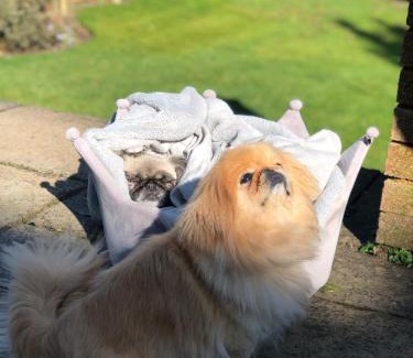 Edgbaston Cabin | Pet-Friendly Retreat at Westbourne Lodge - Rated 9/10
