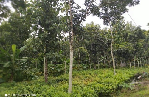 Sulthan Bathery House | Private Pool Bliss at White Rose Homestay Wayanad