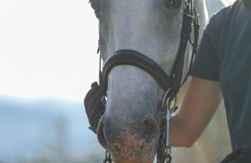 Misace Other | Discover White Tent Mountain View at Camp Garden Park