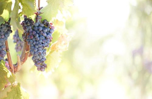 San Quirico d'Orcia Apartment | Elegant Wine Loft: Your Perfect Getaway Awaits