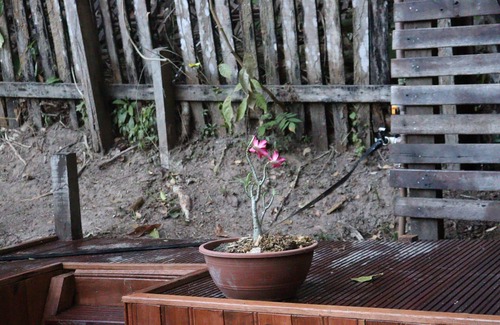 Alter do Chao House | Witch's House: Oceanfront Retreat with Gardens & Atelier