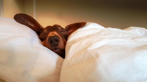 Hagen Apartment | Pet-Friendly Monteurwohnungen: Perfect Long-Term Stay