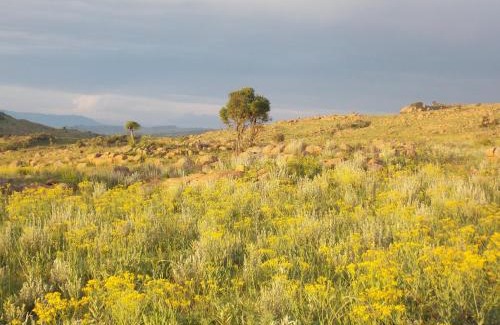 Tonteldoos House | Discover Woolly Bugger Farm: Pet-Friendly Retreat, 9.2/10