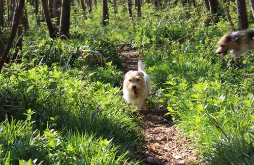 Graffham House | Yaffle Cottage: Idyllic Woodland Retreat with Pool & Kitchen