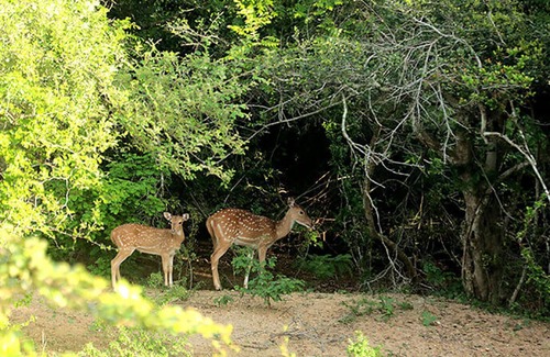 Palatupana Hotel | Yala Ravana AC Luxury Tented Safari Camp