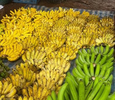 Mueang Ngai Other | Yidan Farmstay in Chiang Dao