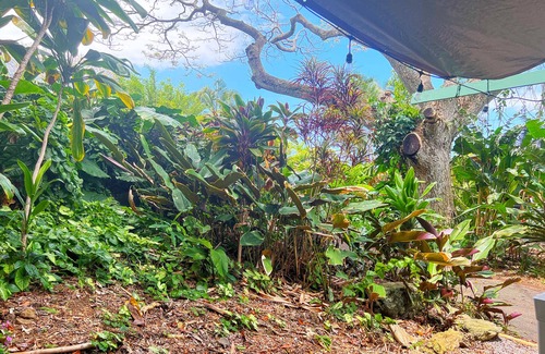 Kealakekua Cabin | Experience Tranquility Among the Trees with Ocean Views