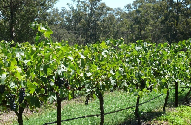 2 Bedroom Cottage overlooking the Vineyard