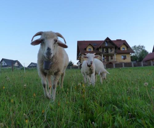 Agroturystyka Pod Zamczyskiem