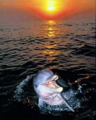 Aspra al delfino blu