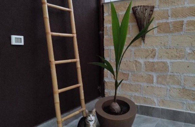Avocado House