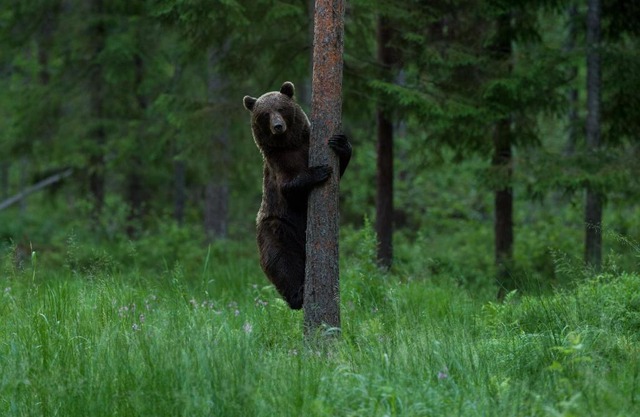 Bear Watching Hide of Alutaguse