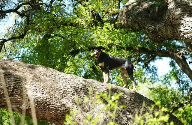 Beautiful South Austin Retreat w/Gym & Sauna, pet friendly!