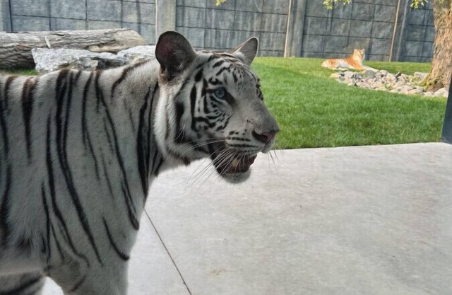 Big Cat Bungalows at The Haven - Tiger 2