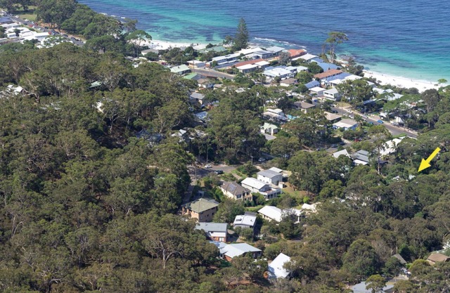 Black Wattle at Hyams Beach