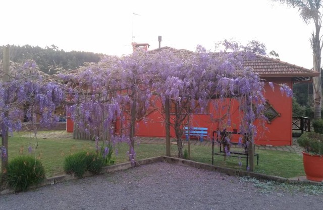 Canto das saracuras
