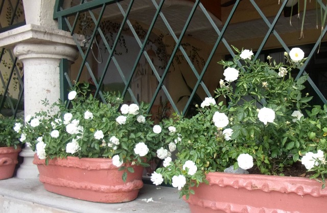 Casita Montana Hotel and Suites