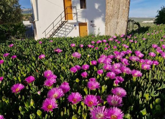 Casita of Casa Olivar