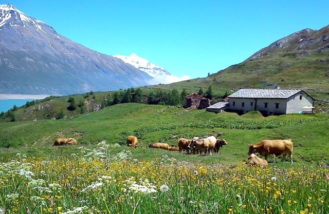 Chalet D'alpage à 2000 Mètres D'altitude L'été au lac du Mont-cenis en Savoie