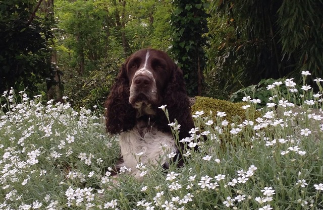 Comfortable 3-bed/3-bath holiday home with heated pool and large wilded garden