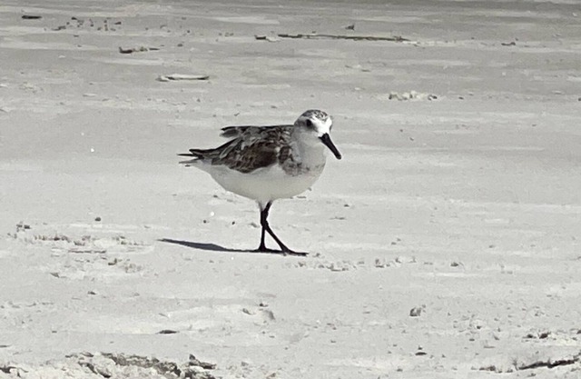 Cozy Beach Codo - steps away from the beach