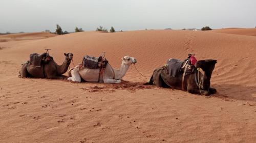 Desert Campo